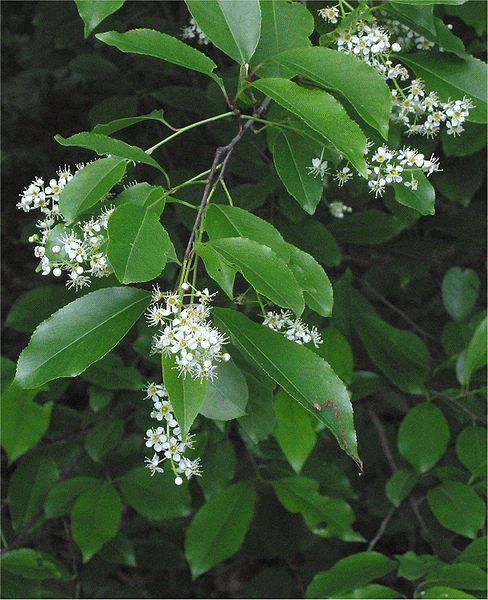 Cherry - Black: black cherry tree bark. Cherry - Black: